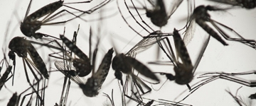 Zika virusu Azərbaycanın bir addımlığınada