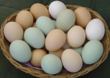 Yumurtanın qiyməti durmadan qalxır – 15 qəpiyi keçib