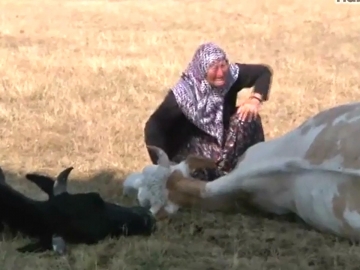 Ölən inəklərinə sarılıb ağladılar (VİDEO)