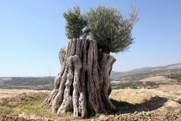 800 illik ağac meyvə verdi
