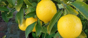 Bir limon 15 manata satılır... 