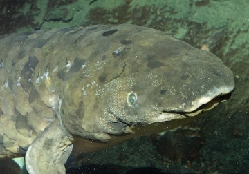 Dünyanın ən qoca akvarium balığı ölüb