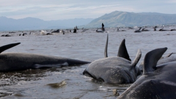  Yeni Zelandiyada 400-dən çox balina sahilə atılıb - VİDEO