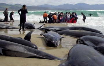 Yeni Zelandiyada daha 200-dək delfin sahilə çıxıb