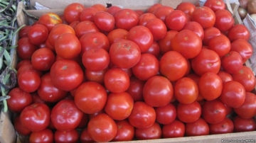 Azərbaycanın pomidor ixracatçıları 'qırmızı xətti' keçdi