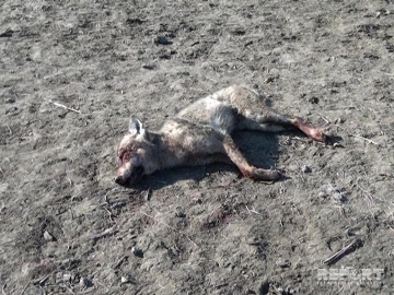 Salyan sakini hücumuna məruz qaldığı canavarı öldürüb - FOTO