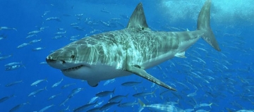Avstraliyada sörfinqçinin köpək balığından xilas olduğu kadrlar qeydə alınıb - VİDEO