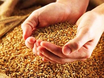 Ekspert: `Azərbaycan buğda istehsalından tam asılıdır`