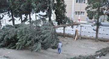 Tbilisidə güclü külək ağacları aşırıb və elektrik xətlərini zədələyib