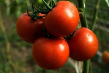 Rusiya bazarına `ayaq açan` Türkiyə pomidoru və...