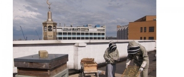 Bu məscidin damında müsəlmanlar bal arısı yetişdirir  - LONDONDA