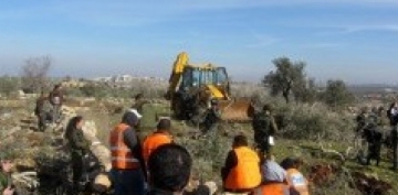 İsrail qüvvələri Fələstində 500-dən çox zeytun ağacını məhv edib 