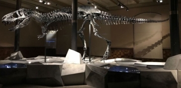 66 milyon yaşlı dinozavr tapıldı 