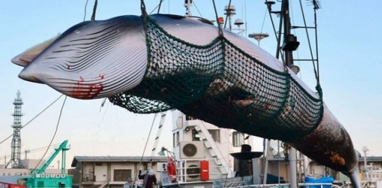 Yaponiya kommersiya məqsədi ilə balina ovunu bərpa edir
