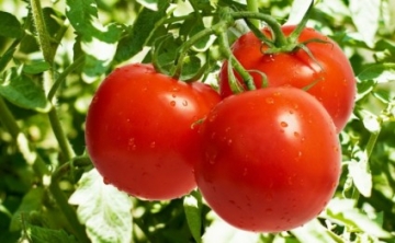 Bakıdakı yarım ton təhlükəli pomidor aşkarlandı