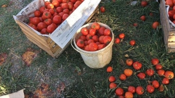 Qızmar Günəş altında fermerlik: pomidor niyə ucuz alınır və baha satılır?