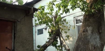 Güclü külək Goranboyda ağacları aşırdı, kəndlər işıqsız qaldı  
