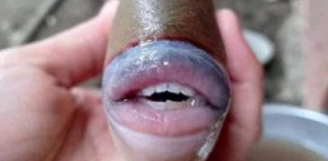İnsan dodaqları və dişləri olan balıq - FOTO 