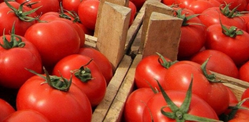 Rusiya Azərbaycandan pomidor qadağasını qismən aradan qaldırıb 